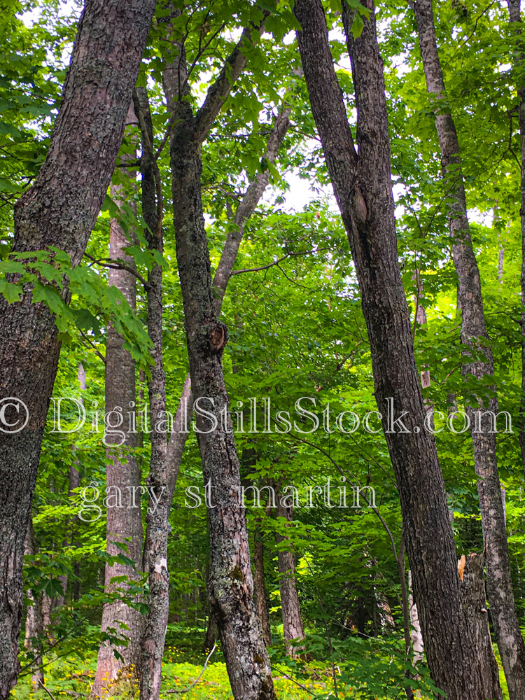 Forest of painted maple trees, digital copper harbor