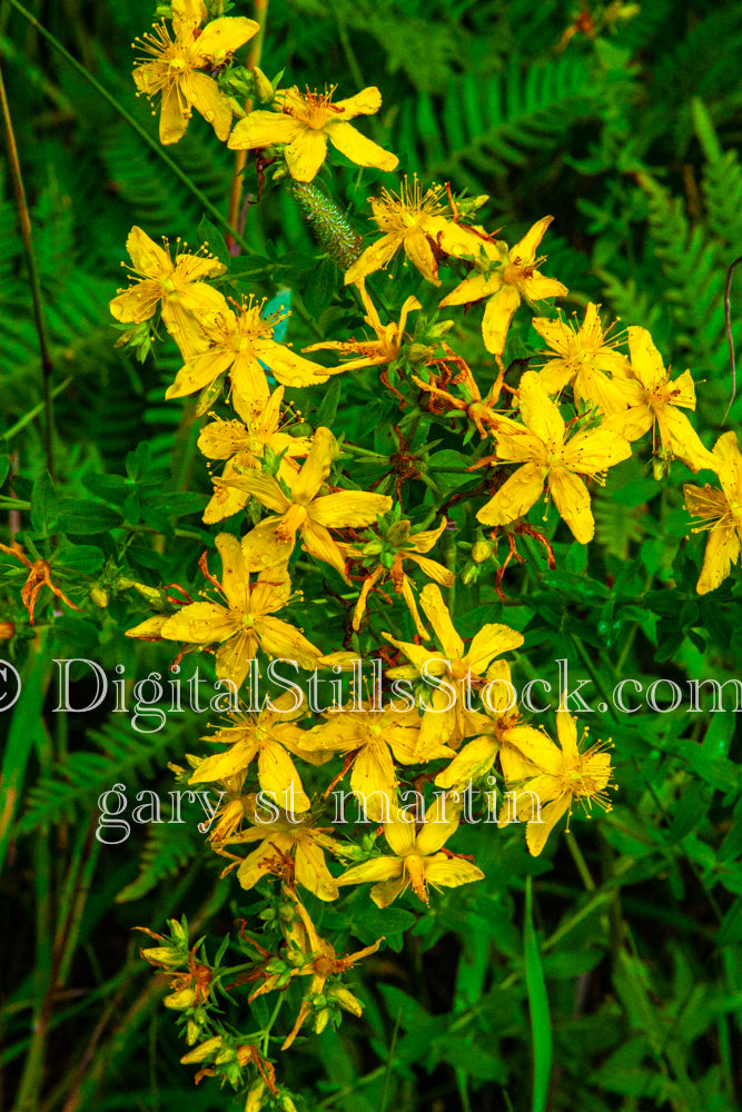 St. John's Wort Flowers, digital Grand Marais