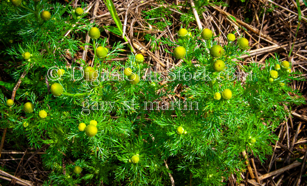 Closeup picture of Pineapple Weed, digital Grand Marais
