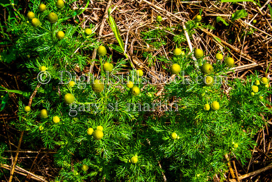 Looking down at some Pineapple Weed, digital Grand Marais 