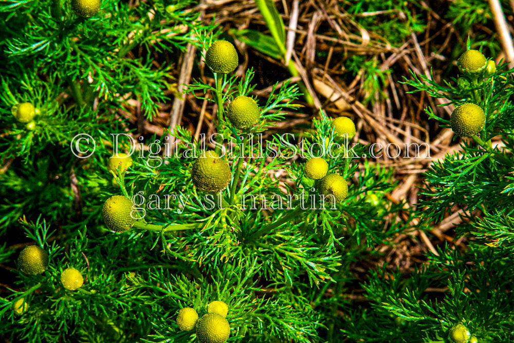Pineapple Weed, digital Grand MArais