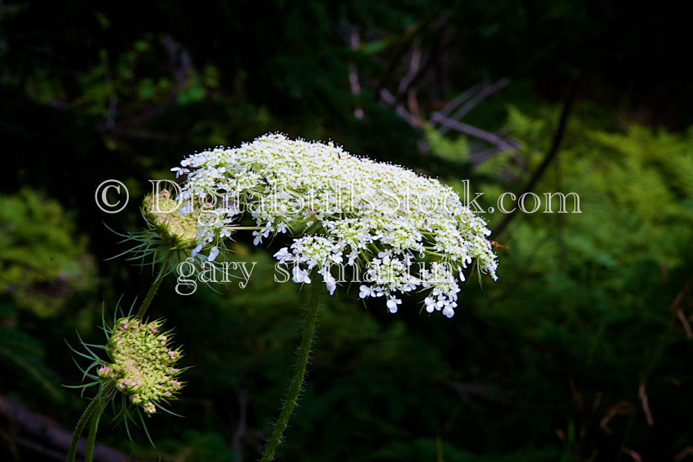 White Wild Flower Digital, Scenery, Flowers