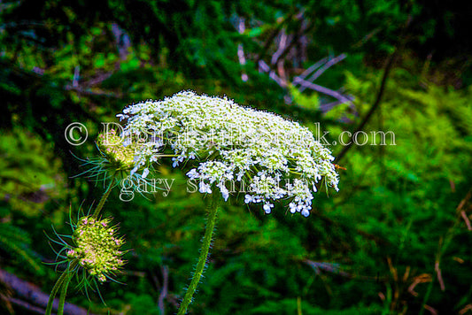 Yarrow Flowers in Bloom, digital Grand Marais