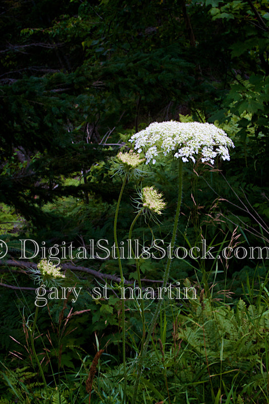  Digital, Scenery, Flowers white wild flower