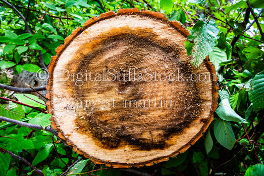 Close up of a tree trunk, digital Grand Marais