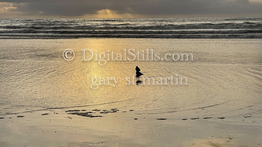 Shadow of birds on the beach, digital sunset