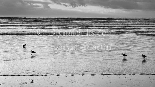 Black and white birds on the beach, digital sunset