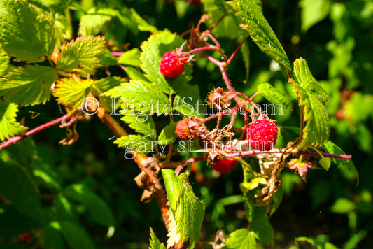 Red Raspberries up close, digital Grand Marais