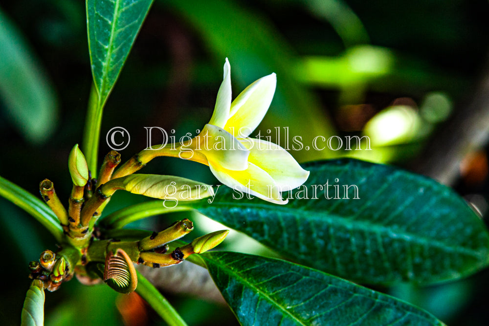 Plumeria Sprouting Digital, Scenery, Flowers