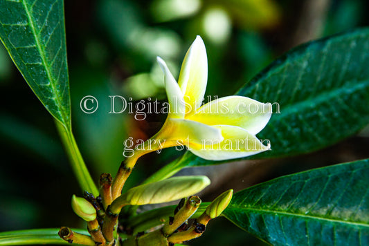 Plumeria Sprouting V2 Digital, Scenery, Flowers