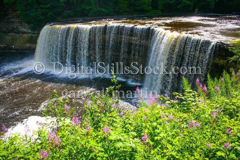 Bush of pink flowers in front of Tahquamenon Falls, digital Tahquamenon Falls