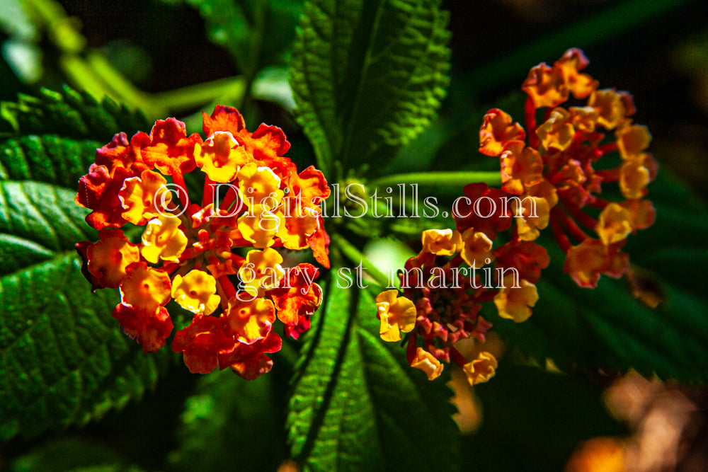 Lantana Camara Digital, Scenery, Flowers