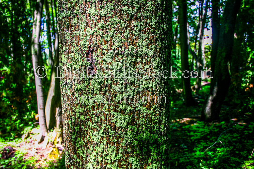 Close up of a mossy tree, digital Grand Island