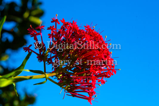 Red valerian Digital, Scenery, Flowers