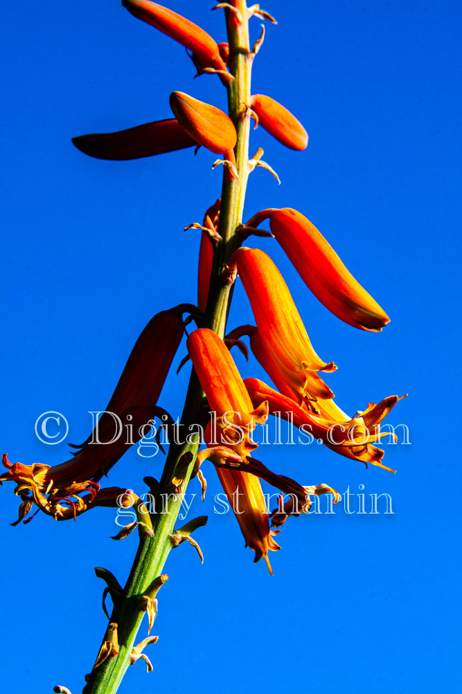 Red Aloe Vera Digital, Scenery, Flowers