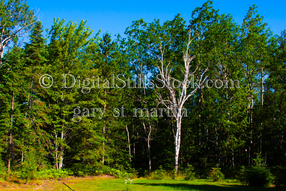 Forest of trees, digital grand Marais