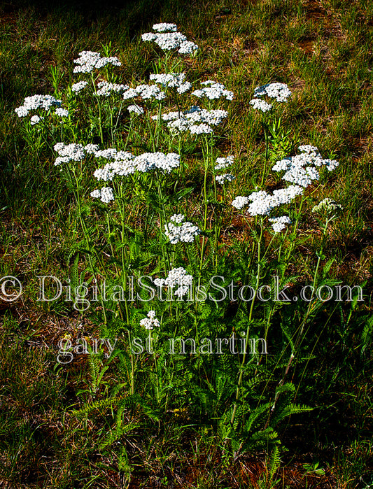 Yarrow Flowers, digital Grand MArais