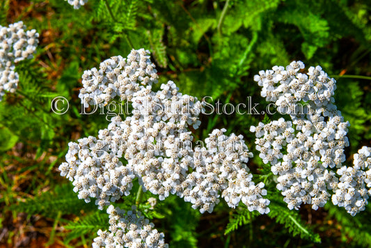 Close up of yarrow, digital Grand MArais