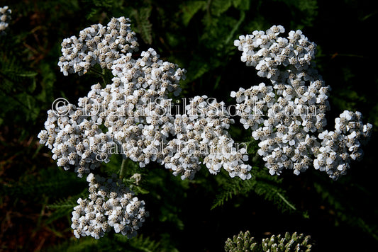Portrait Of White Wild Flower Bunch Digital, Scenery, Flowers
