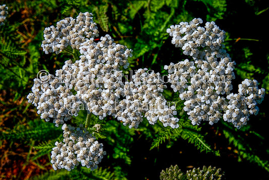 White yarrow Flowers, digital Grand Marais