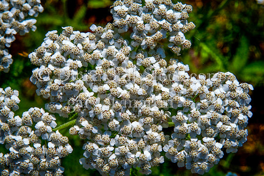 Zoomed in on yarrow Flowers, digital Grand Marais