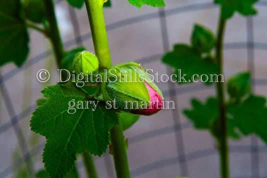 Up close with a budding flower, digital Grand Marais