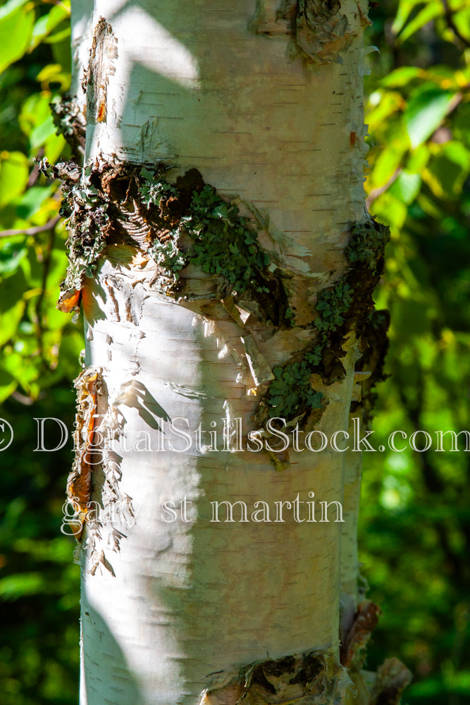 Tree Knots up close, digital grand Marais