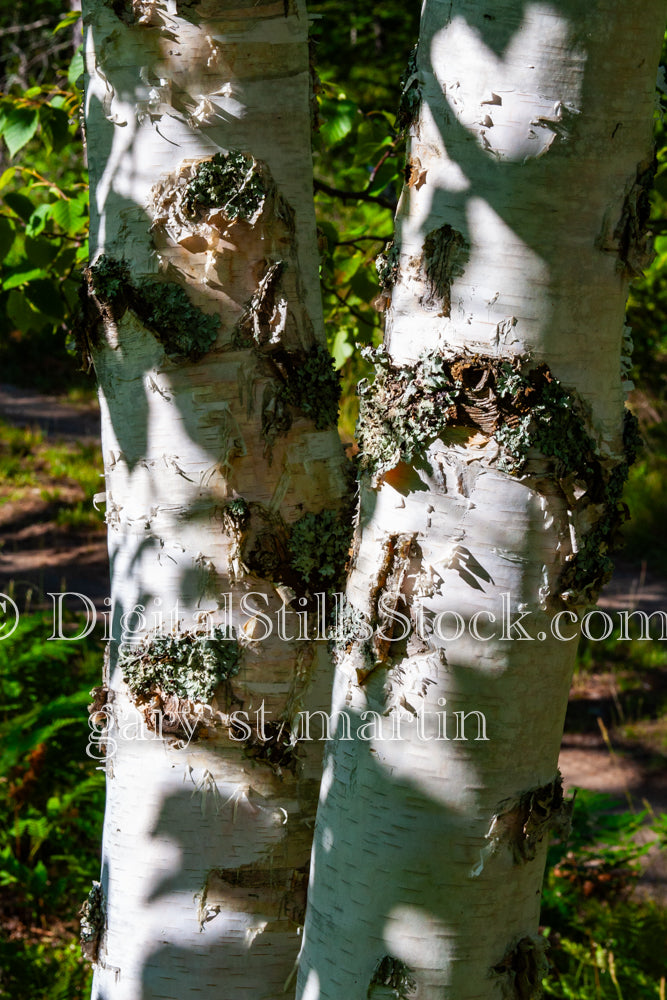 Shadows making Shapes on the Tree Trunks, digital Grand Marais