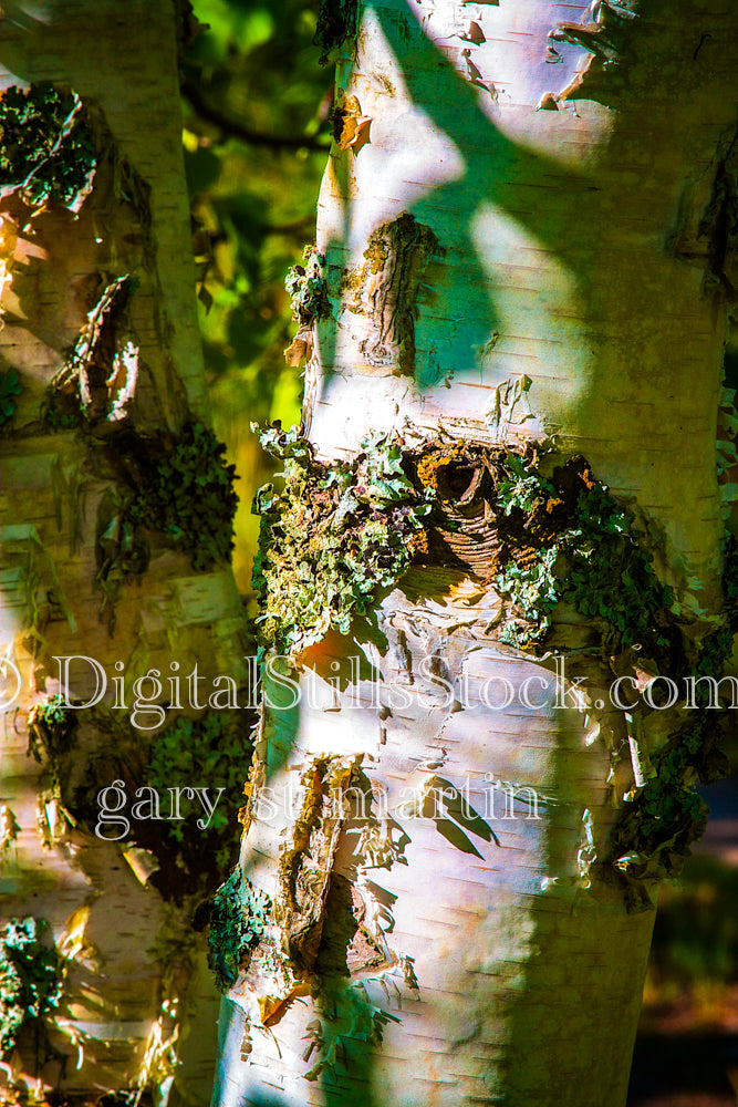 Up close with moss growing on a birch tree, digital Grand Marais