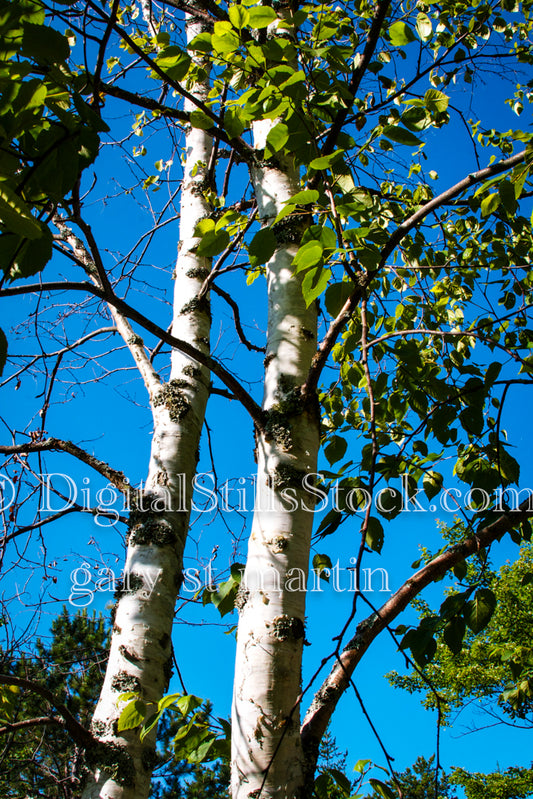 Close up of Paper Birch Trees, digital Grand MArais