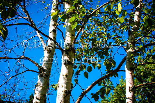 Birch tree leaves in the Sun, digital Grand Marais