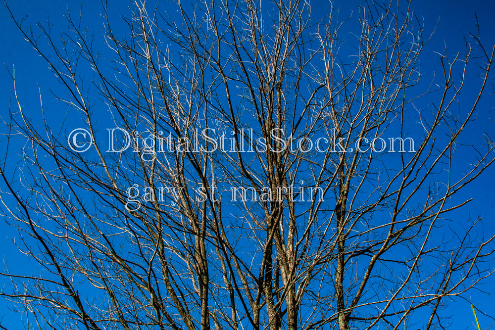 Barren tree branches against a blue sky, digital Grand Marais