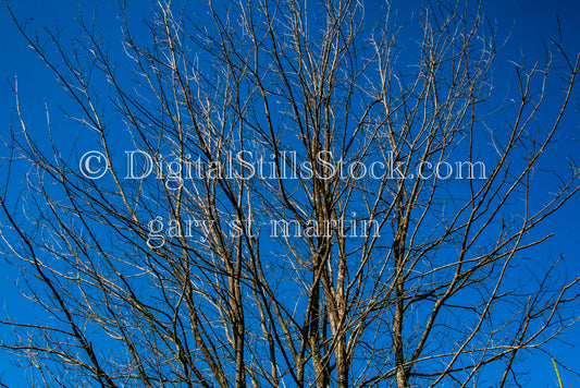 Barren tree branches against a blue sky, digital Grand Marais