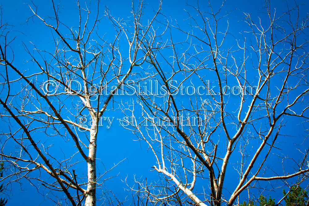 Tree branches winding in the sky, digital Grand Marais