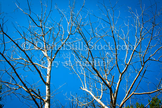 Tree branches winding in the sky, digital Grand Marais