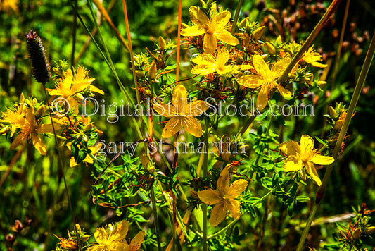 Blooming St. John's Wort Flower