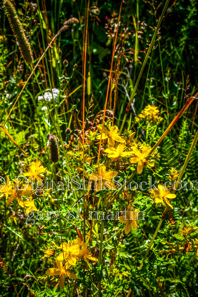 Portrait of St. John's Wort in Bloom, digital Grand Marais