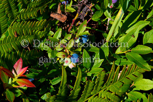 Huckleberry Bush Digital, Scenery, Flowers
