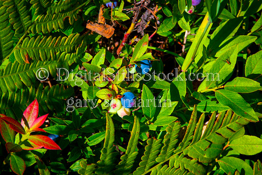 Closeup of blueberries growing on the bush, digital Grand Marais