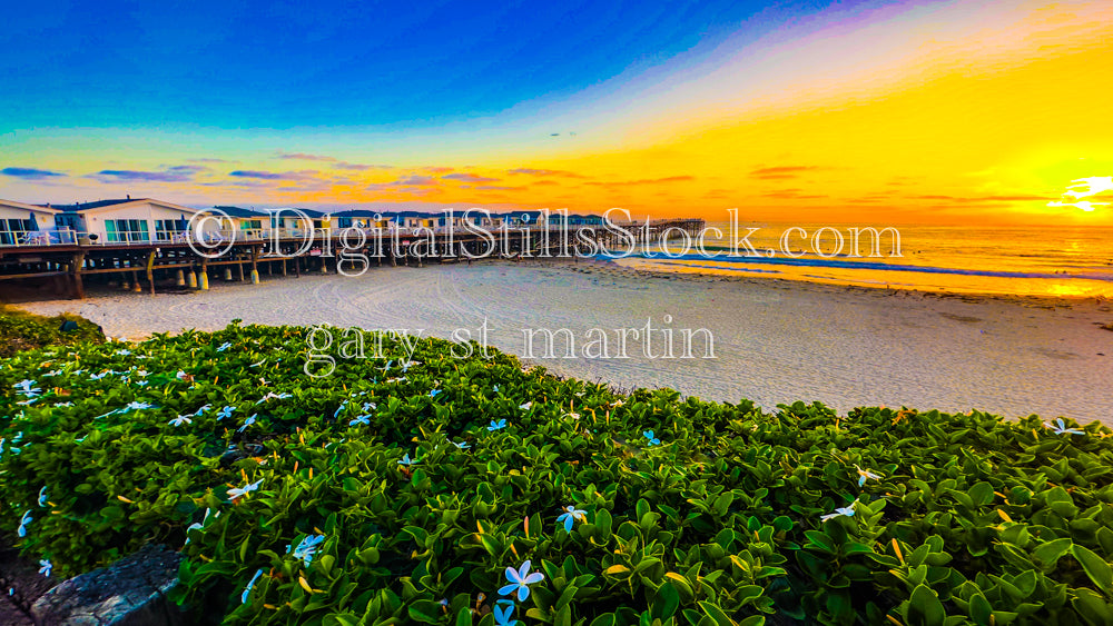 Vibrant Leaves in front of the Pacific Beach Pier, digital Pacific beach pier