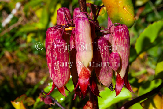 Portrait of Bryophyllum Digital, Scenery, Flowers