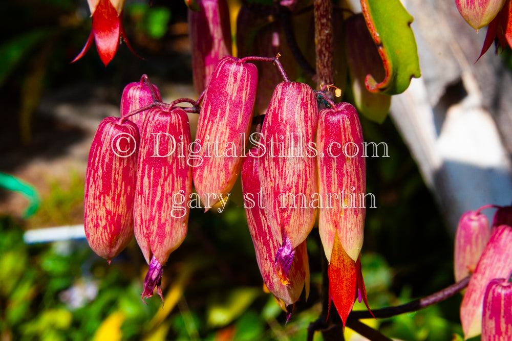 Copy of Closeup Portrait of Bryophyllum