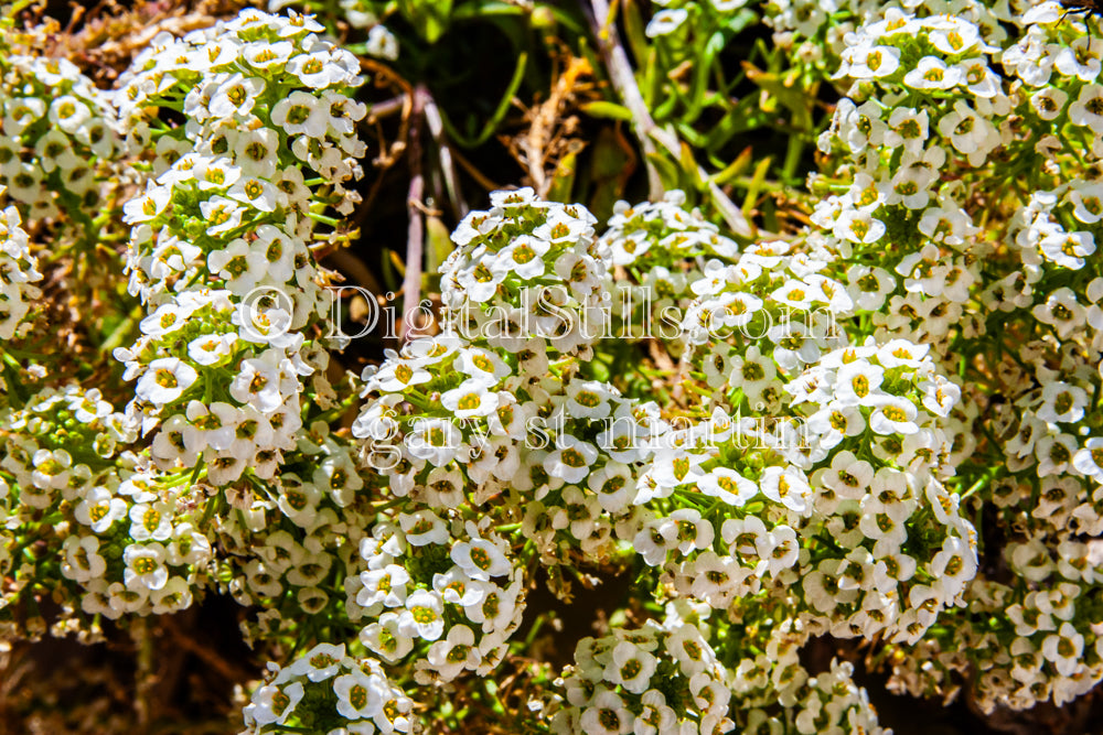 Alyssum Flowers Digital, Scenery, Flowers