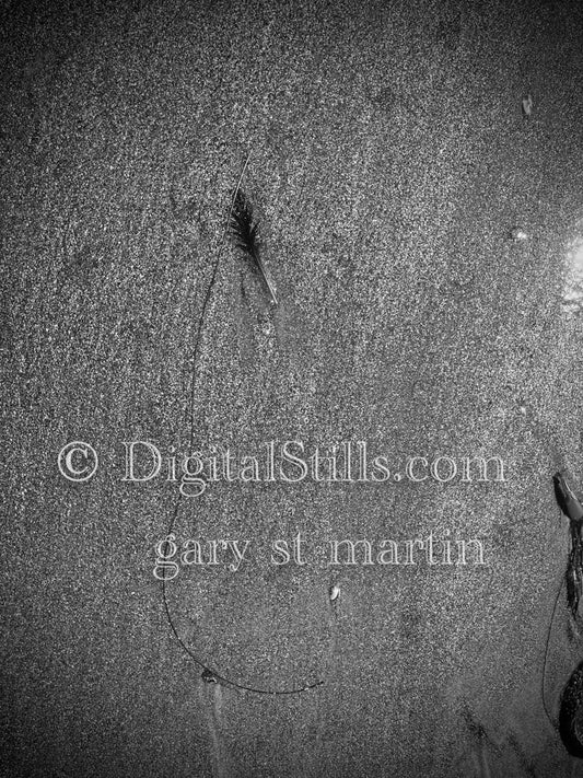 Black and white feather in the sand