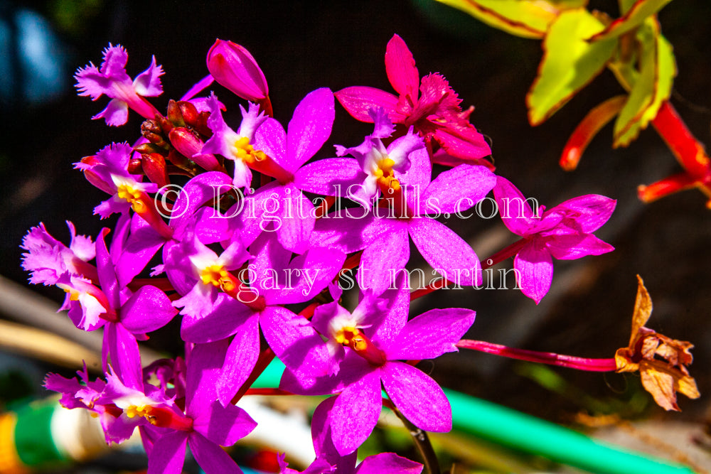 Epidendrum secundum Plant Digital, Scenery, Flowers