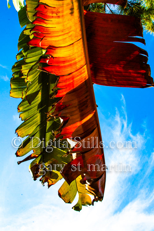 Banana Leaf Orange And Green Digital, Scenery, Flowers