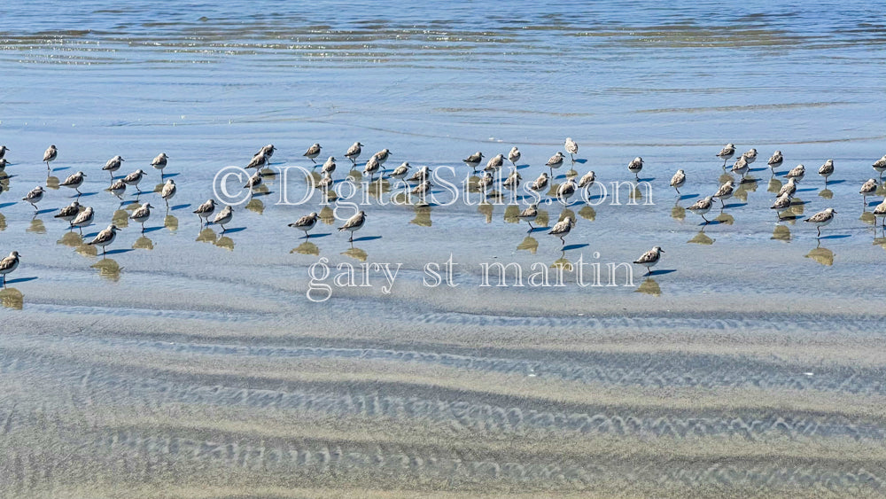Birds heading down the shore, digital sunset