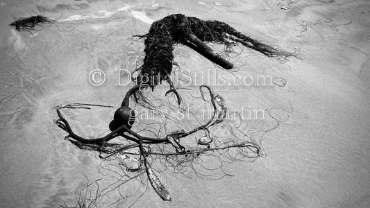 An arrangement of seaweed in black and white, digital sunset