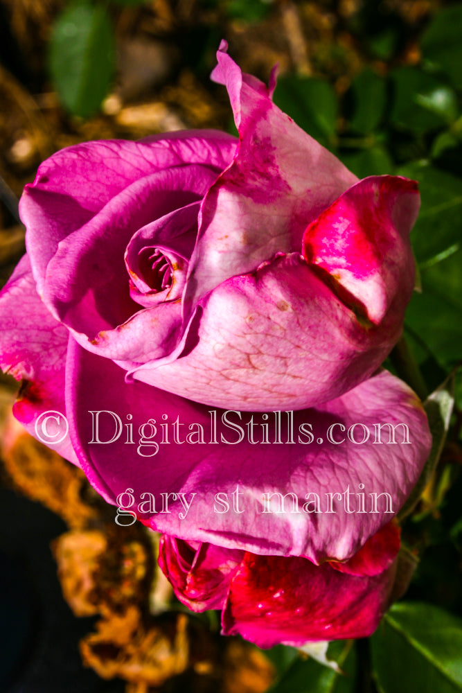 Pink Rose Side View Digital, Scenery, Flowers
