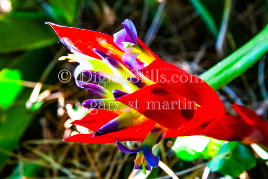 Queen's Tears Plant